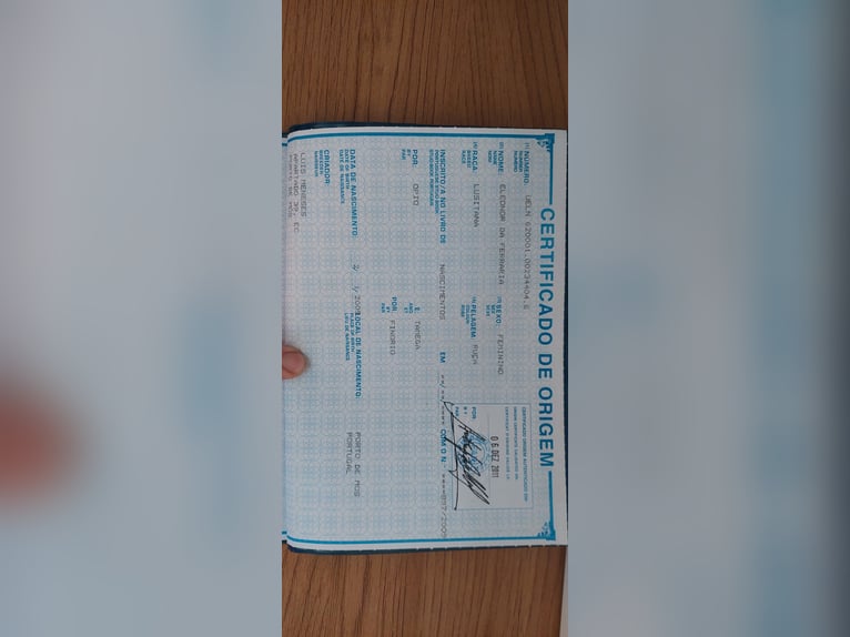 Lusitano Giumenta 17 Anni Grigio in Knittlingen