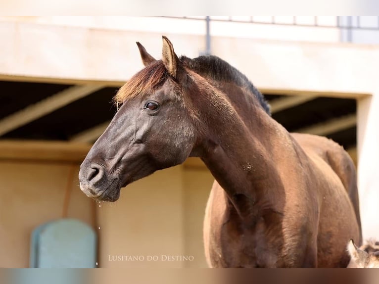 Lusitano Giumenta 18 Anni 154 cm Morello in Générac
