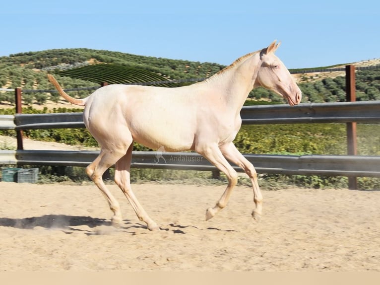 Lusitano Giumenta 1 Anno 133 cm Cremello in Provinz Cordoba