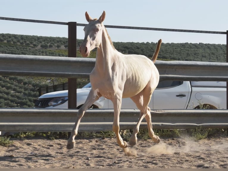 Lusitano Giumenta 1 Anno 133 cm Cremello in Provinz Cordoba