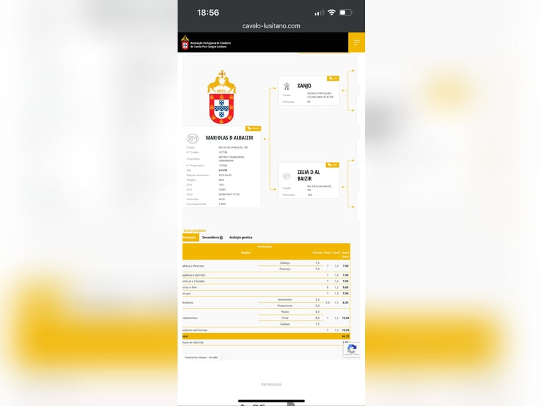 Lusitano Giumenta 1 Anno 135 cm Cremello in Guérande