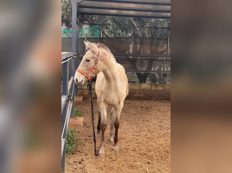 Lusitano Giumenta 1 Anno 135 cm Pearl in Valencia