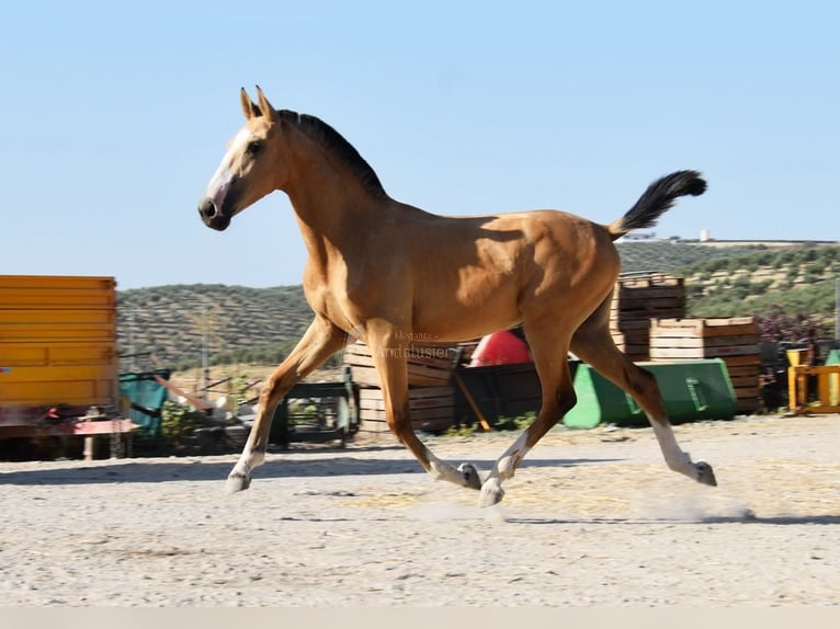 Lusitano Giumenta 1 Anno 139 cm Falbo in Provinz Cordoba