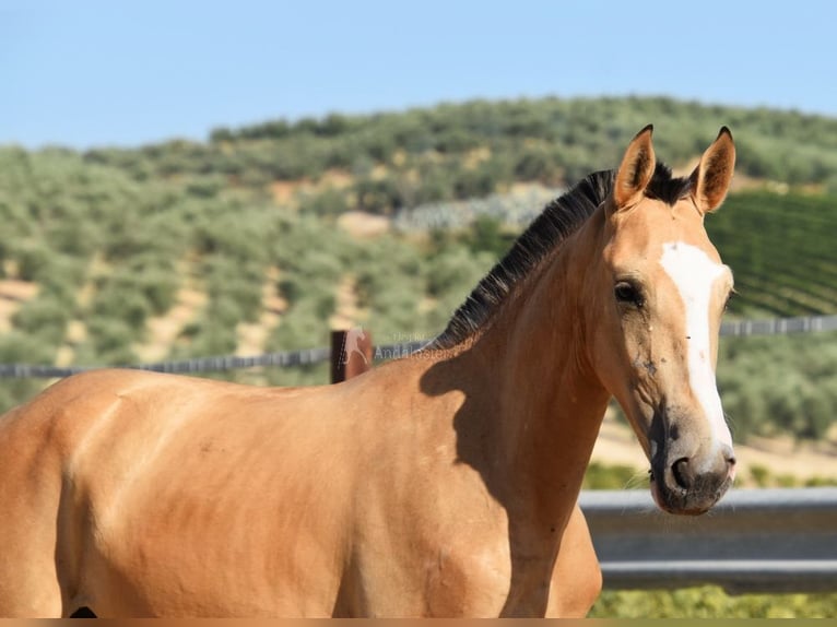 Lusitano Giumenta 1 Anno 139 cm Falbo in Provinz Cordoba