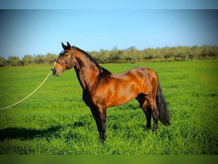 Lusitano Giumenta 1 Anno 140 cm Baio in Valencia