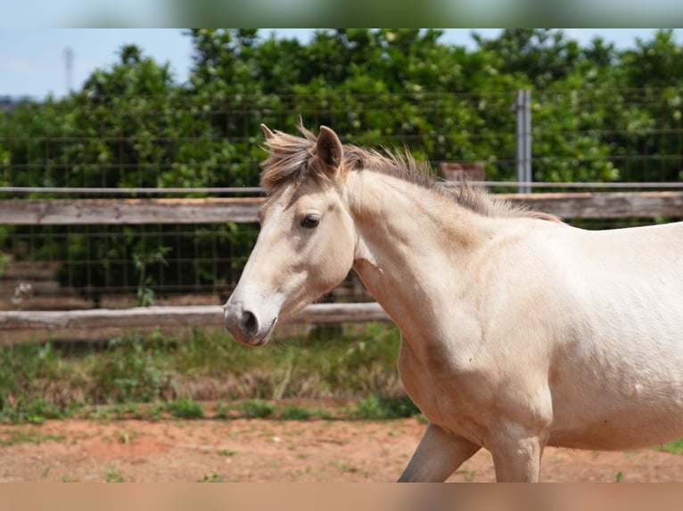 Lusitano Mix Giumenta 1 Anno 140 cm Pearl in rafelguaraf