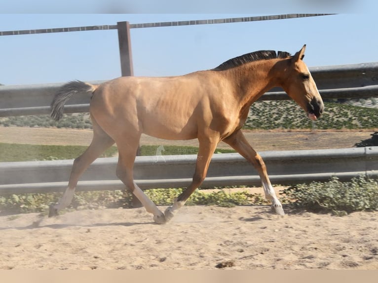 Lusitano Giumenta 1 Anno 145 cm Falbo in Provinz Cordoba