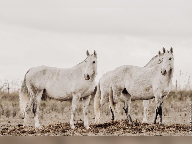Lusitano Giumenta 1 Anno 145 cm Grigio ferro in Arles
