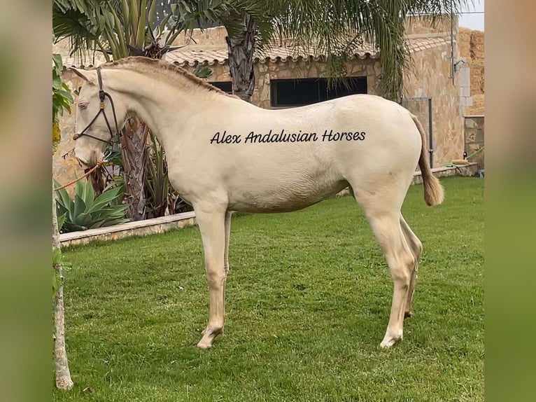 Lusitano Giumenta 1 Anno 152 cm Perlino in Sevilla