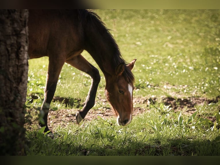 Lusitano Giumenta 1 Anno 158 cm Baio in Rio Maior