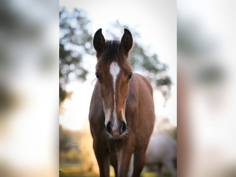 Lusitano Giumenta 1 Anno 158 cm Baio in Rio Maior