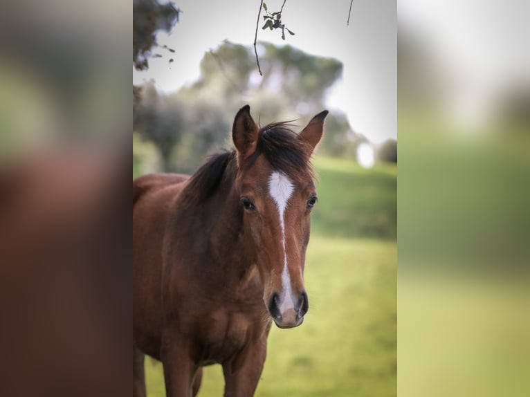 Lusitano Giumenta 1 Anno 158 cm Baio in Rio Maior