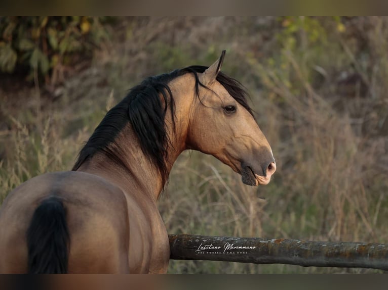 Lusitano Giumenta 1 Anno 158 cm Baio in Rio Maior Lusitano Giumenta 1 Anno 158 cm Baio in Rio Maior