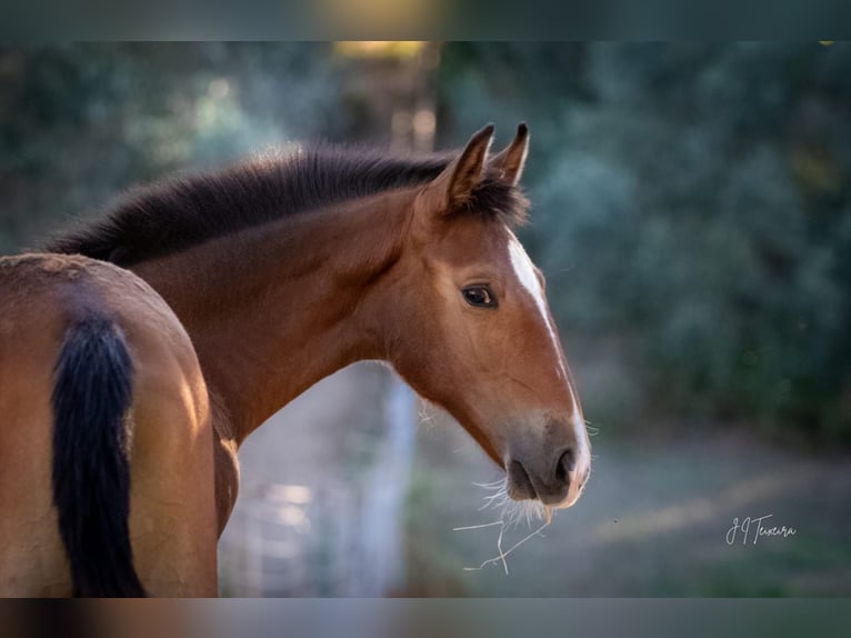 Lusitano Giumenta 1 Anno 158 cm Baio in Rio Maior