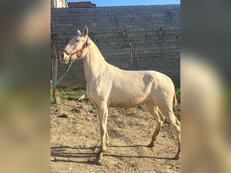 Lusitano Giumenta 1 Anno 158 cm Falbo in Pombal