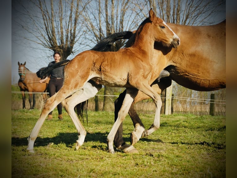 Lusitano Giumenta 1 Anno 160 cm Baio in Bredene
