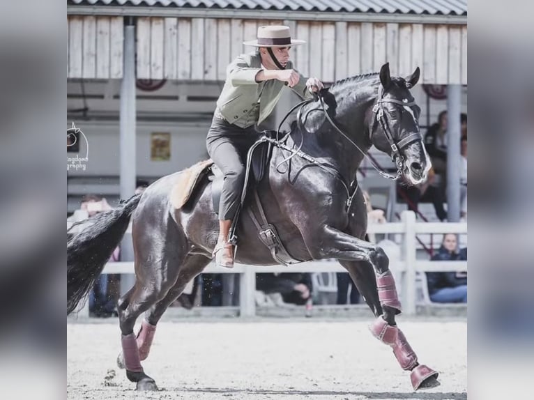Lusitano Giumenta 1 Anno 160 cm Baio scuro in Havl&#xED;&#x10D;k&#x16F;v Brod
