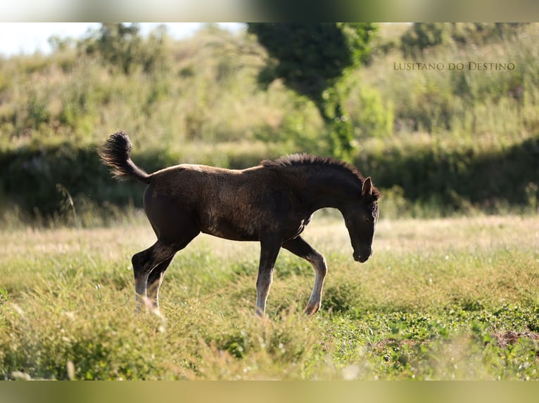 Lusitano Mix Giumenta 1 Anno 160 cm Morello in Générac