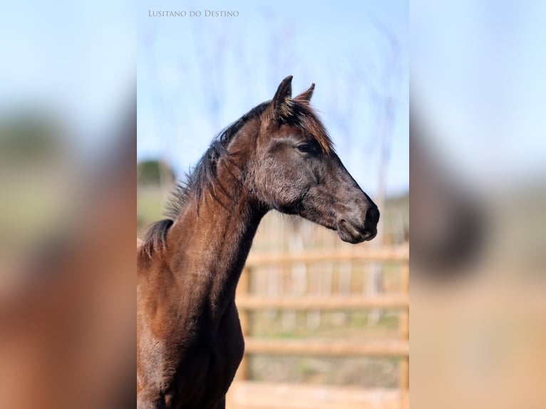 Lusitano Mix Giumenta 1 Anno 160 cm Morello in Générac