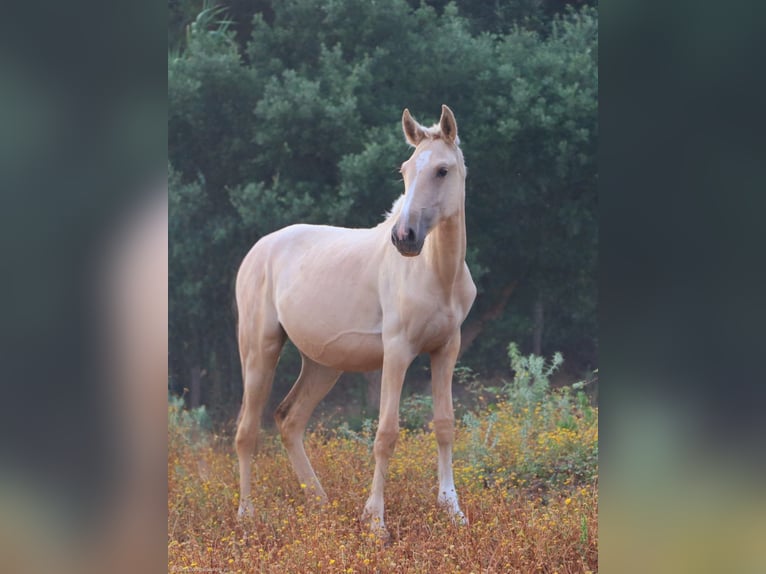 Lusitano Giumenta 1 Anno 160 cm Palomino in Cadriceira