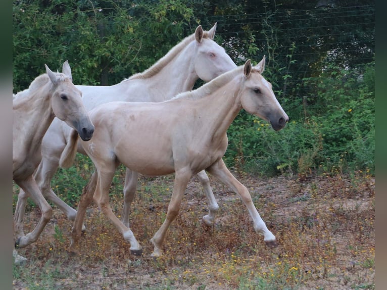 Lusitano Giumenta 1 Anno 160 cm Palomino in Cadriceira