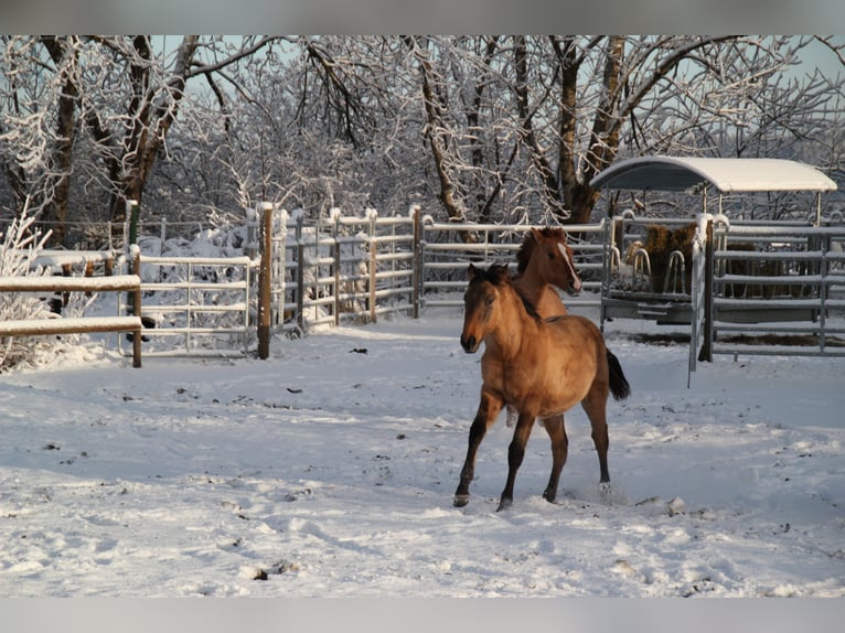 Lusitano Giumenta 1 Anno 162 cm Falbo in Fuchstal