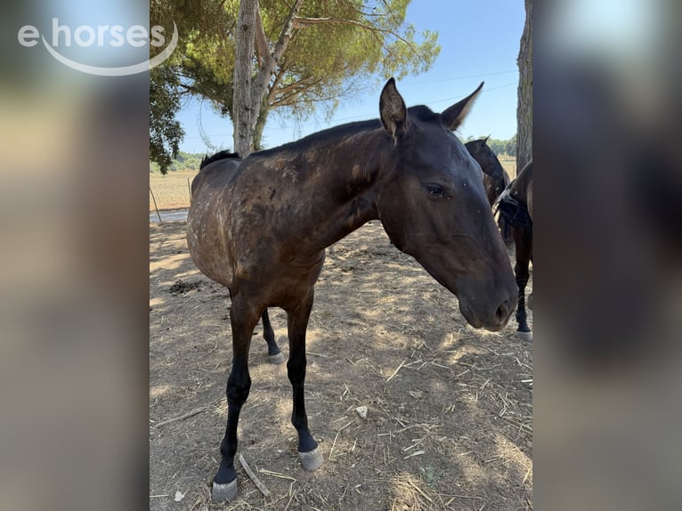 Lusitano Giumenta 1 Anno 162 cm Morello in Benedita