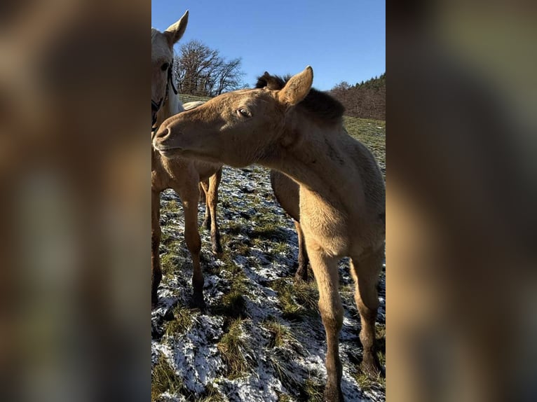 Lusitano Mix Giumenta 1 Anno 162 cm Pearl in Birkenfeld