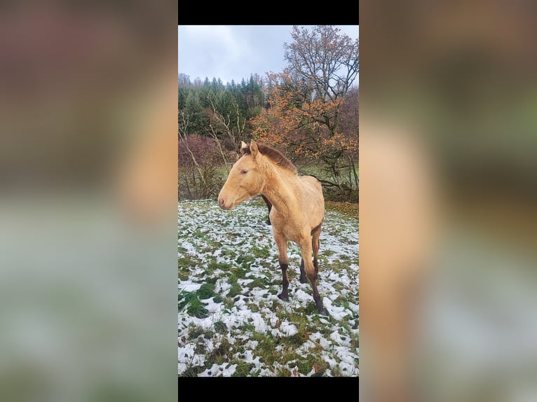 Lusitano Mix Giumenta 1 Anno 162 cm Pearl in Birkenfeld