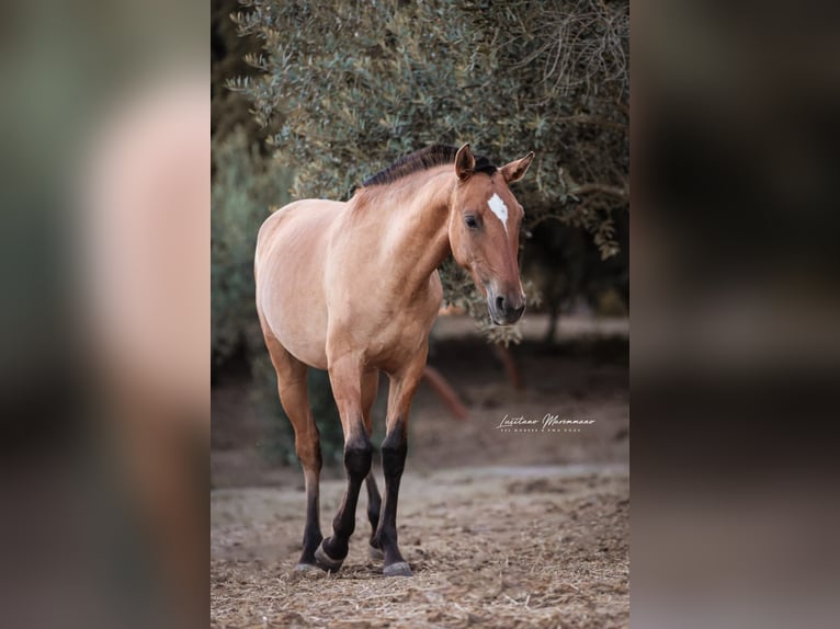 Lusitano Mix Giumenta 1 Anno 163 cm Falbo in Rio Maior