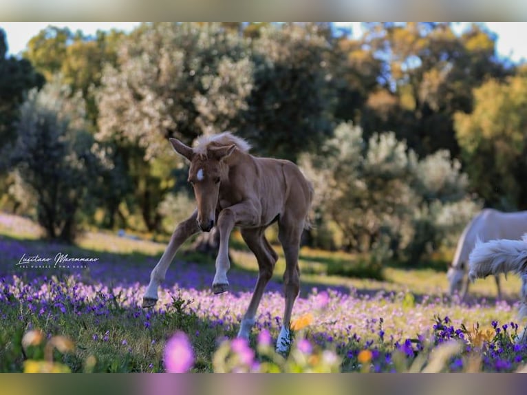 Lusitano Giumenta 1 Anno 163 cm Palomino in Rio Maior