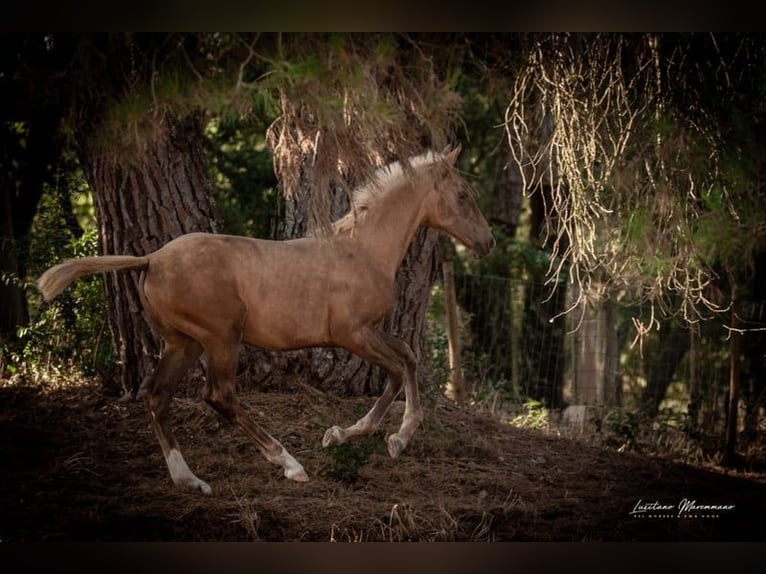 Lusitano Giumenta 1 Anno 163 cm Palomino in Rio Maior