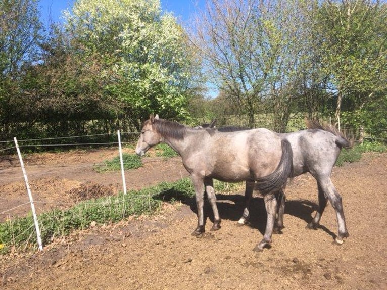 Lusitano Mix Giumenta 1 Anno 165 cm Falbo baio in Groß Vollstedt