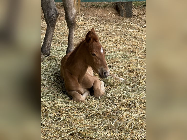 Lusitano Mix Giumenta 1 Anno 165 cm Sauro scuro in Malaga