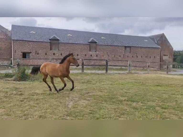 Lusitano Giumenta 1 Anno Baio chiaro in NORD PROCHE BELGIQUE