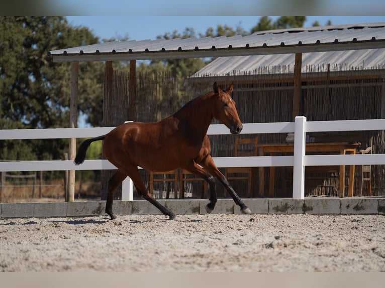 Lusitano Giumenta 1 Anno Baio ciliegia in Agua Derramada