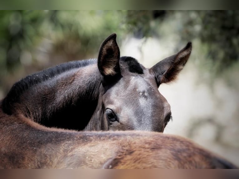 Lusitano Giumenta 1 Anno Baio scuro in Soyen