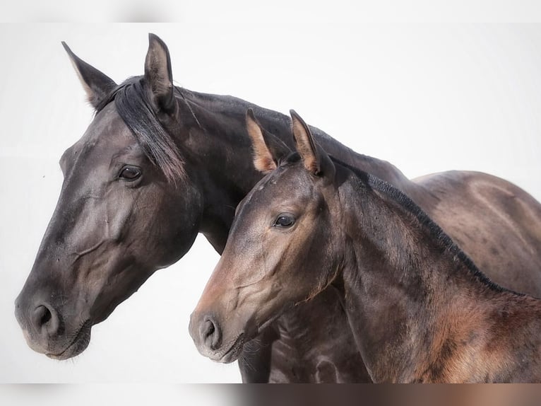 Lusitano Giumenta 1 Anno Baio scuro in Soyen