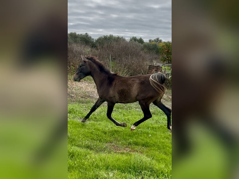 Lusitano Giumenta 1 Anno Baio in Santa Bárbara de Casa