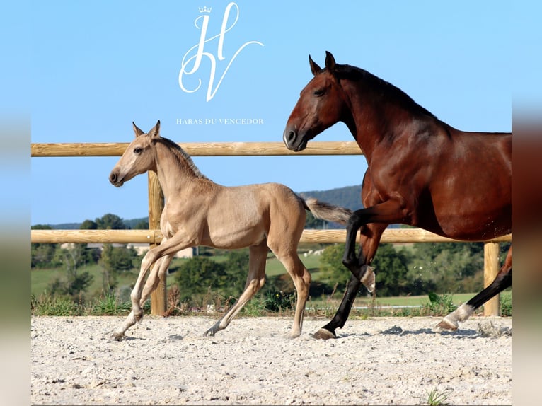 Lusitano Giumenta 1 Anno Falbo in Marly-sous-Issy