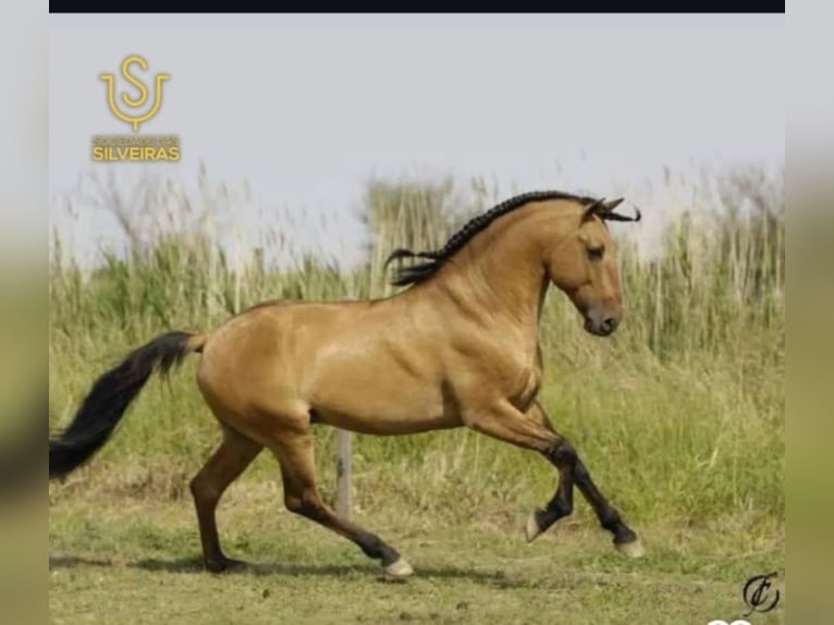 Lusitano Giumenta 1 Anno Falbo in Châteaurenard