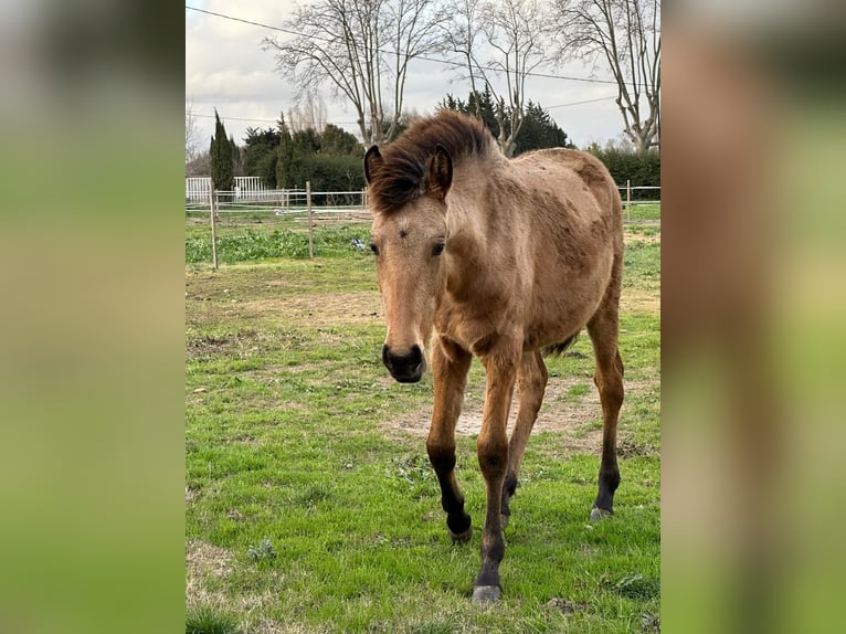 Lusitano Giumenta 1 Anno Falbo in Châteaurenard