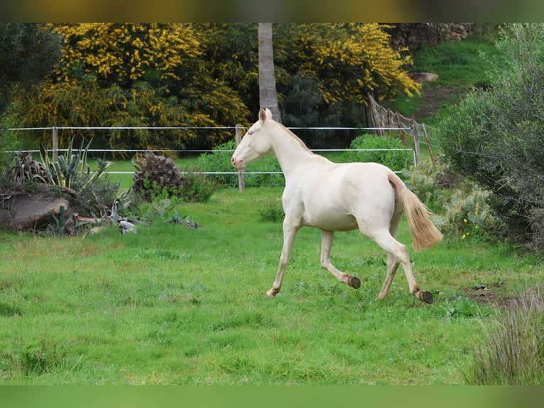 Lusitano Giumenta 1 Anno Falbo in Bolonia