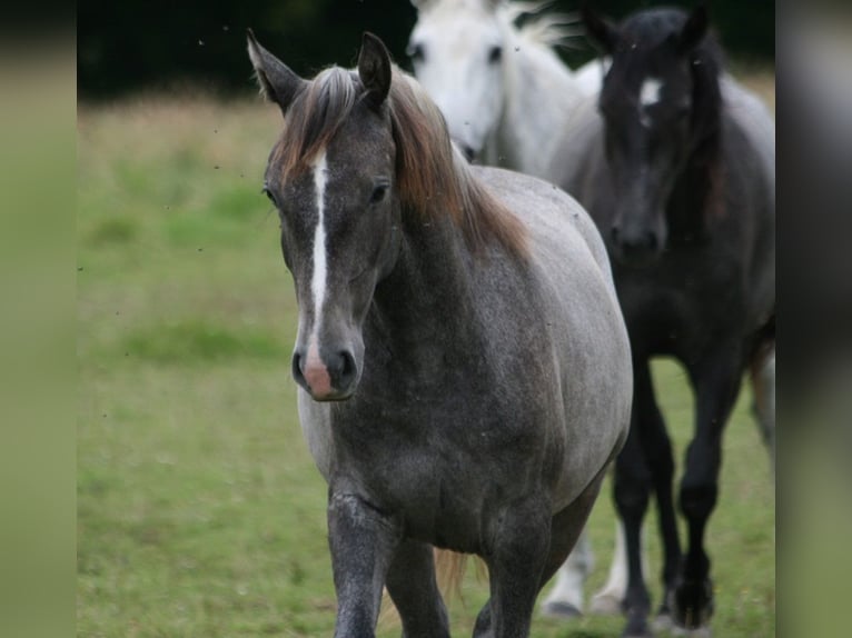 Lusitano Giumenta 1 Anno Grigio in Saligny sur Roudon