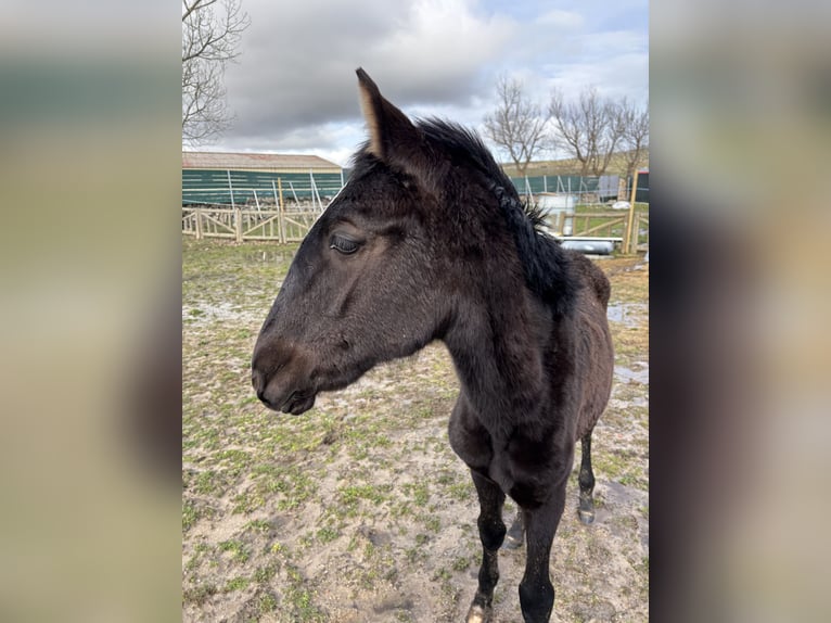 Lusitano Giumenta 1 Anno Morello in Espinar, De El (Estacion)