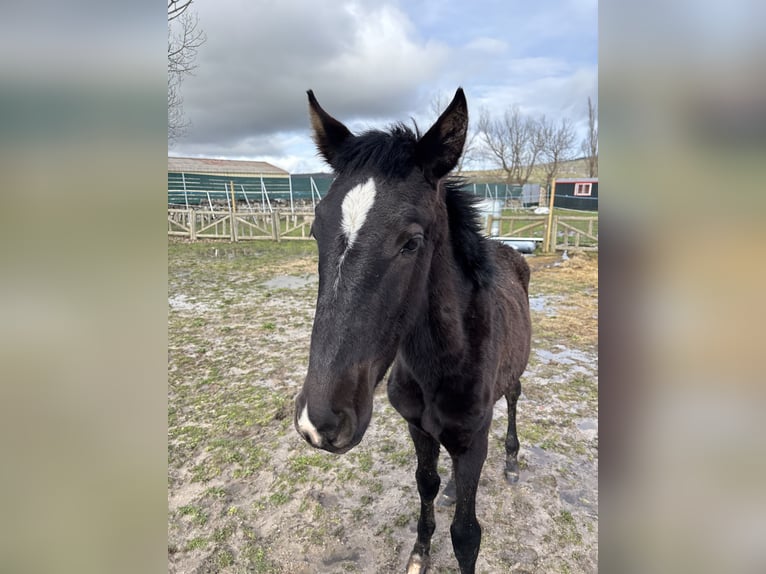 Lusitano Giumenta 1 Anno Morello in Espinar, De El (Estacion)