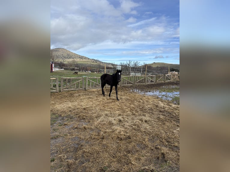 Lusitano Giumenta 1 Anno Morello in Espinar, De El (Estacion)