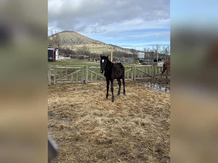 Lusitano Giumenta 1 Anno Morello in Espinar, De El (Estacion)