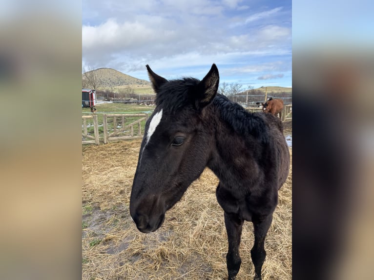 Lusitano Giumenta 1 Anno Morello in Espinar, De El (Estacion)