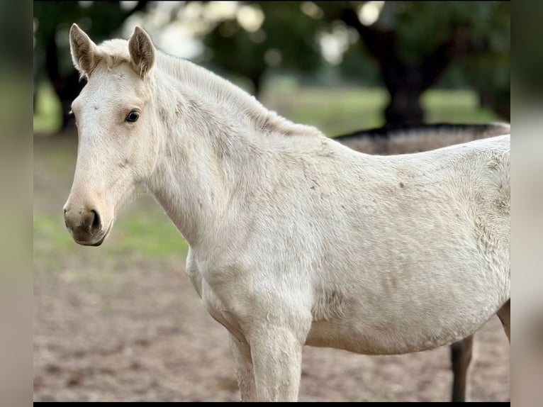 Lusitano Giumenta 1 Anno Palomino in Penafiel